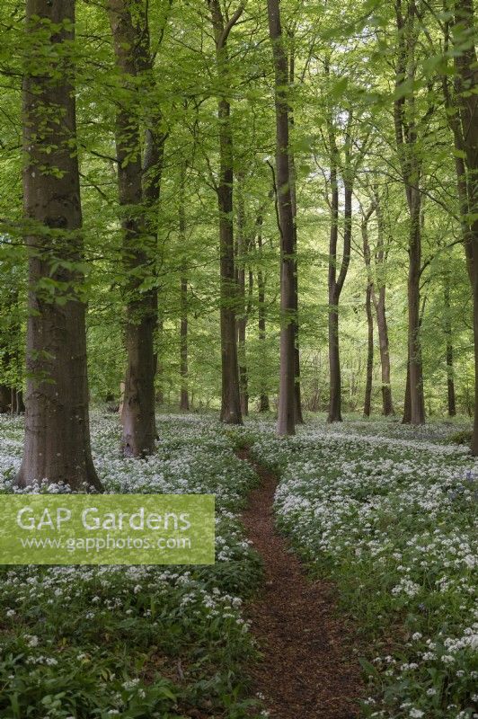 A wooded glade with a carpet of Allium ursinum wild garlic under a canopy of fagus beech trees. Stoughton East Sussex 