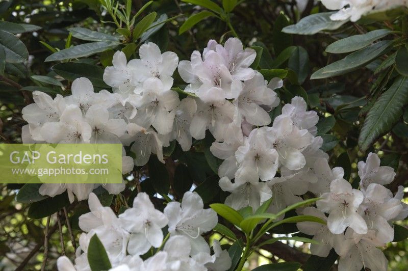 Rhododendron 'White pearl'