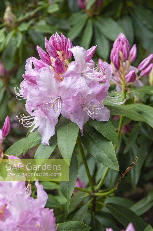 Rhododendron 'Mrs E.C. Stirling'