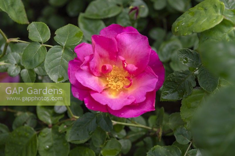 Rosa 'The Herbalist' English shrub rose