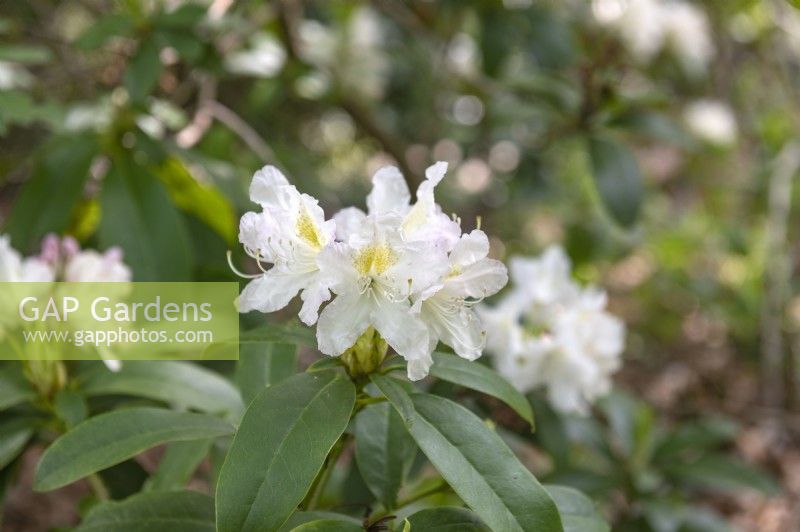 Rhododendron 'Cunninghams White'