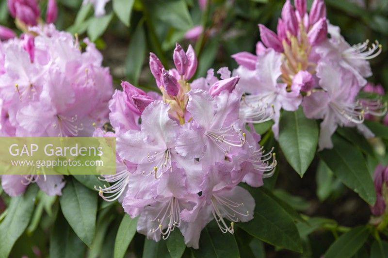 Rhododendron 'Mrs E.C. Stirling'