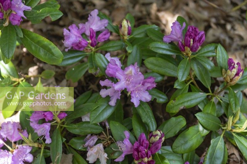 Rhododendron 'Caroline Allbrook' 