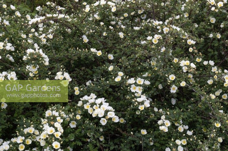 Rosa spinosissima 'Dunwich'