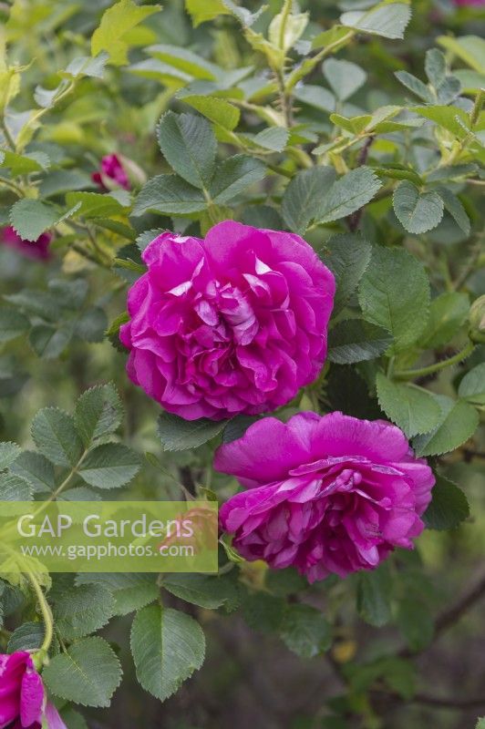 Rosa spinosissima 'Therese Bugnet' rose