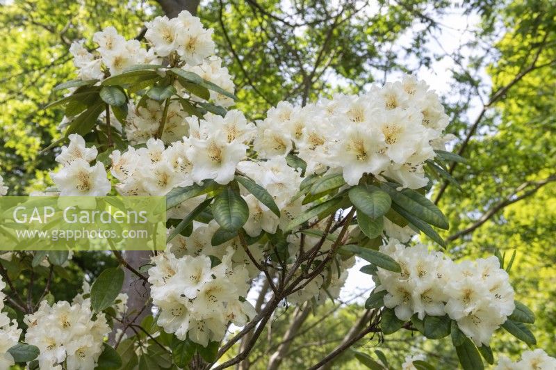 Rhododendron 'Maharani' 