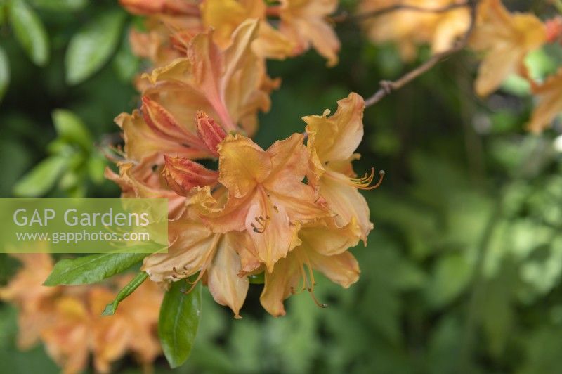 Rhododendron 'Golden lights' 