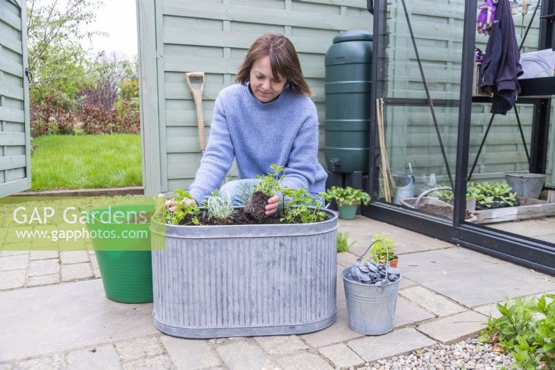 Woman planting marjoram in large metal container