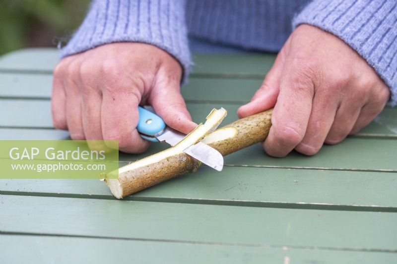Woman whittling a birch stick so that it has a flat face at one end