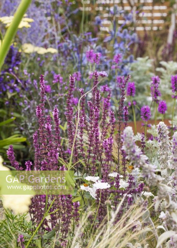 Salvia in a bed of drought-resistant perennials, summer July