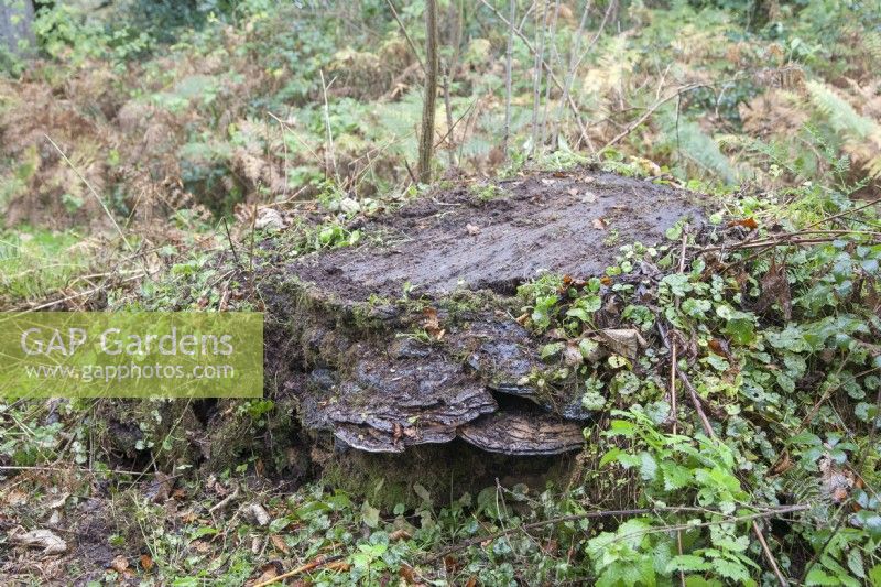 Stump of large, felled, Victorian Araucaria araucana syn monkey puzzle,  diameter >120cm.

Ganoderma fungus growing on stump. 