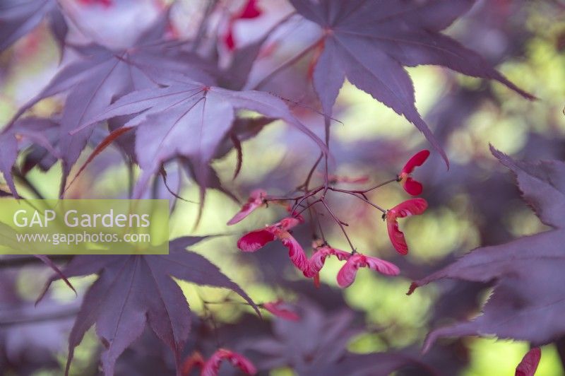 Acer palmatum 'Bloodgood' Japanese Maple