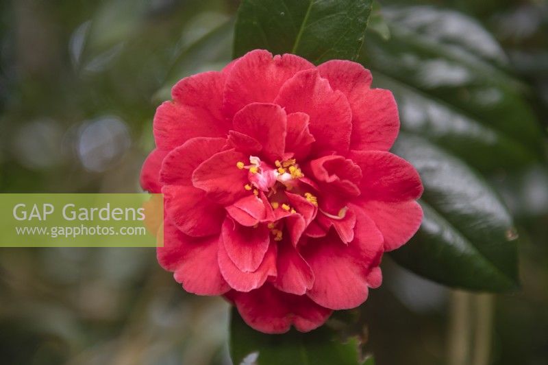 Camellia japonica 'Adolphe Audusson'