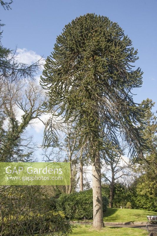 Mature, male  Araucaria araucana syn. monkey puzzle, Chilean pine, planted in early 20th century on outskirts of Llandovery town.