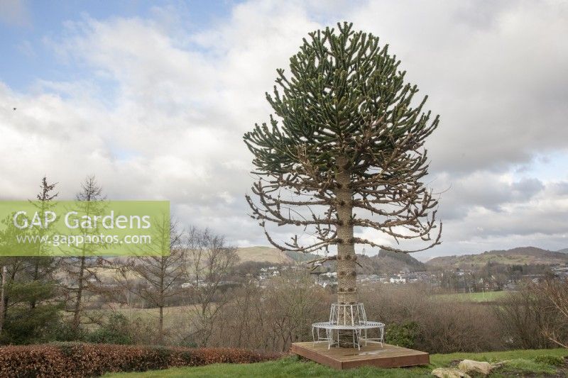 Stressed Araucaria araucana syn. monkey puzzle, Chilean pine,  central Wales. 

Tree displayed signs of stress after surrounding shrubs were removed and a trees seat was built around the trunk. A male tree, it last fruited in 2019.