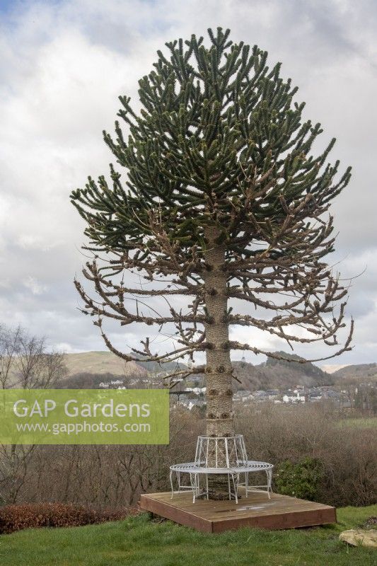 Stressed Araucaria araucana syn. monkey puzzle, Chilean pine,  central Wales. 

Tree displayed signs of stress after surrounding shrubs were removed and a trees seat was built around the trunk. A male tree, it last fruited in 2019.