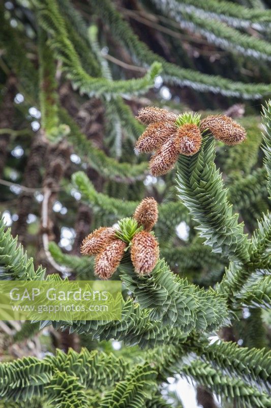 Male catkins or seed-pods of Araucaria araucana syn. monkey puzzle, Chilean pine.
