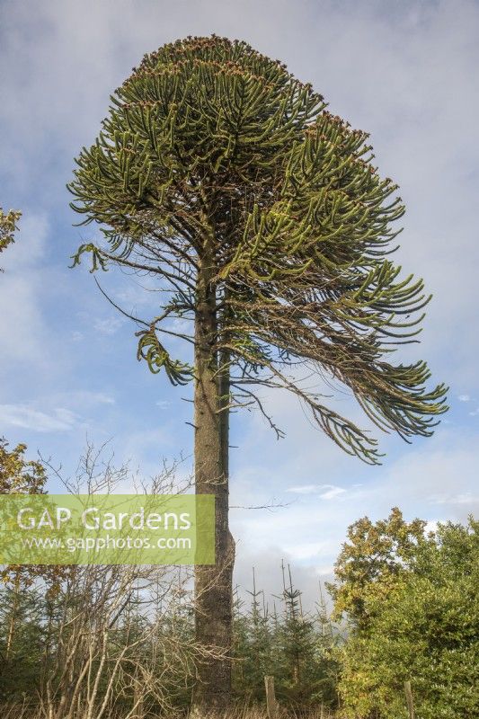 Male, fruiting Araucaria araucana syn. monkey puzzle near  Llangernyw.

The trees date back to the Hafodunos Araucaria araucana avenues planted in the 19th century by Henry Robertson Sandbach on his nearby Hafodunos estate.