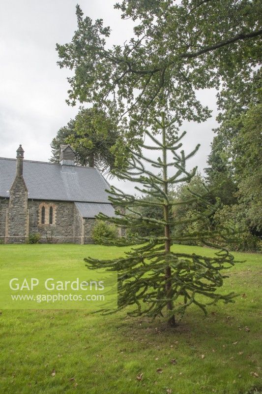 The 'Millennium' Araucaria araucana syn. monkey puzzle, Chilean pine planted in 2000 on the south-side of St. Mark's churchyard at Ysfa, Nantglas. 

