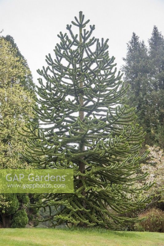 An immature Araucaria araucana syn. Araucaria imbricata, Monkey Puzzle, Chilean pine, planted in private garden in early 21st century, having been imported from Italy. 