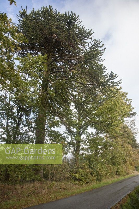 Looking along the line of 26 Araucaria araucana syn. monkey puzzle, Chilean pine which border the public road for   2.2km/1.3 miles near  Llangernyw.
  
In 2021, the 26 trees included 11 fruiting females and 12 fruiting males.