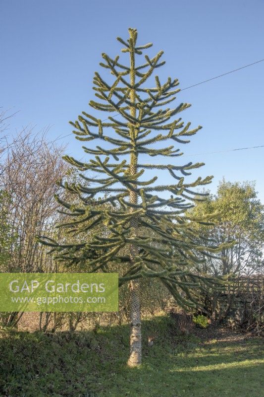 Immature Araucaria araucana, planted in private garden around 2000, beside trunk road in west-Wales at approximately 200m. altitude.
