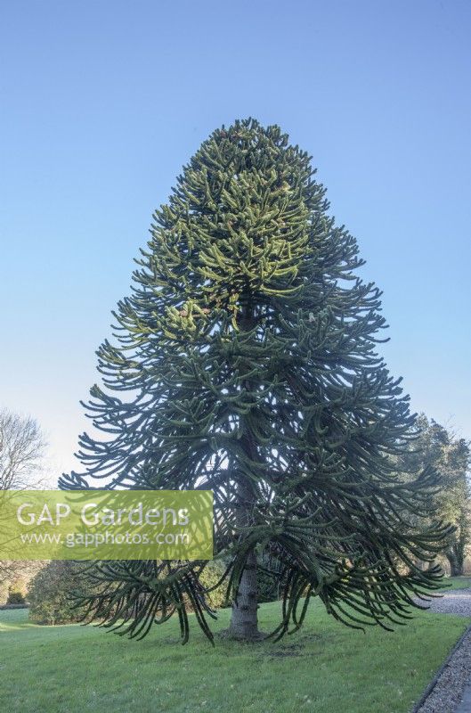 Mature, fruiting Araucaria araucana syn. monkey puzzle, Chilean pine. Probably planted in mid-20th century in private garden in west-Wales.