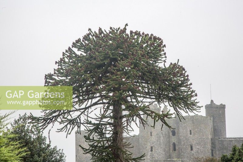Fruiting, male monkey puzzle tree syn. Araucaria araucana, Chilean pine against the backdrop of Harlech Castle.