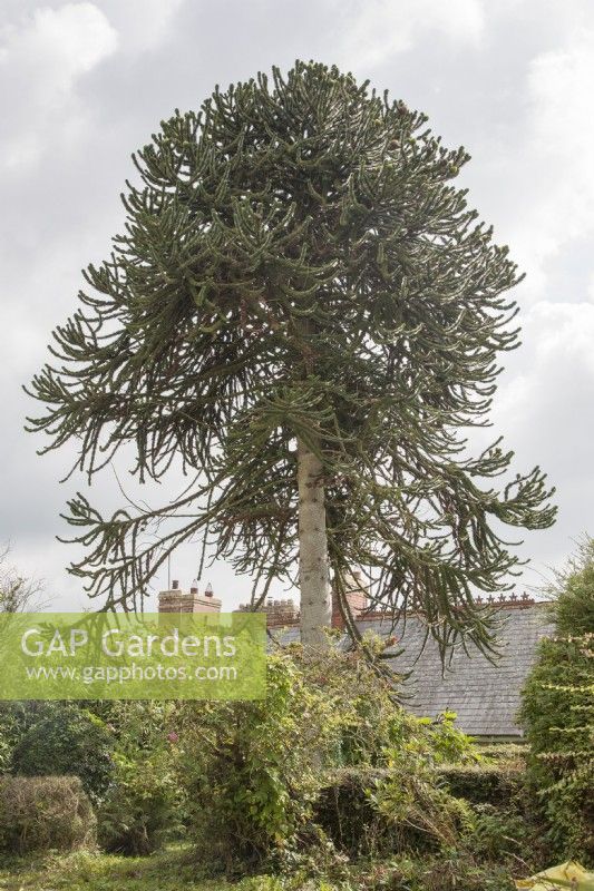Mature, fruiting, female Araucaria araucana syn. monkey puzzle, Chilean pine in the garden of property in centre of Llanboidy. 

Historic, Victorian tree, possibly planted c. 1870. 