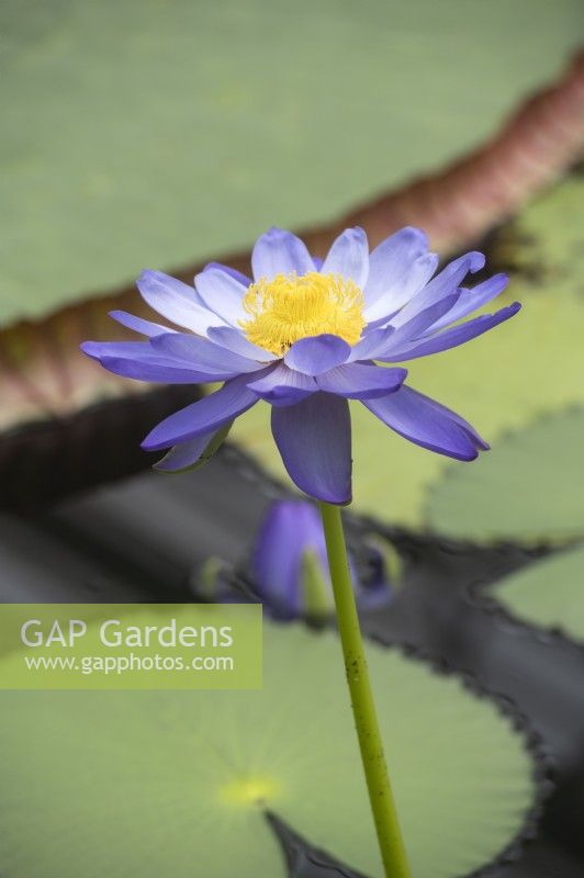 Nymphaea 'Kew's stowaway blues' water lily