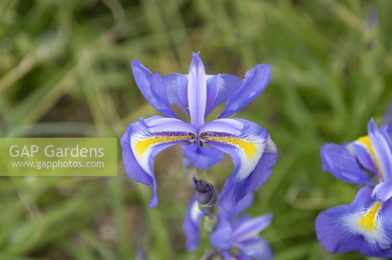 Iris cycloglossa - Afghani Iris