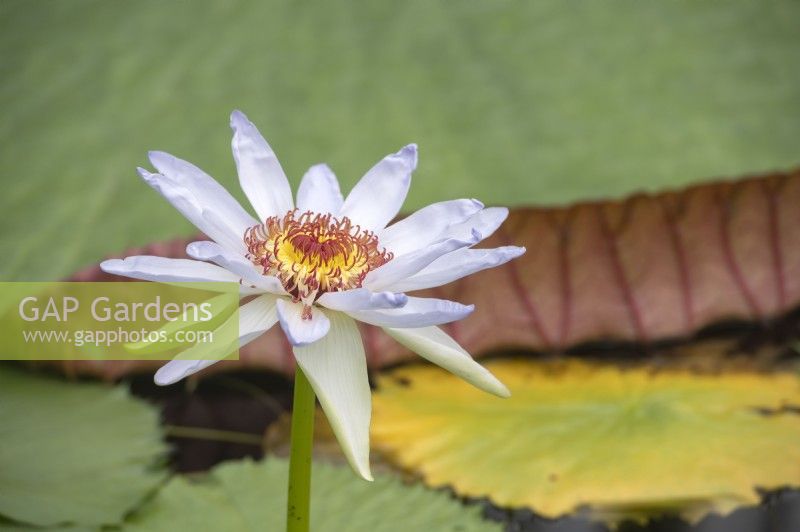 Nymphaea 'Kew's Kabuki' water lily