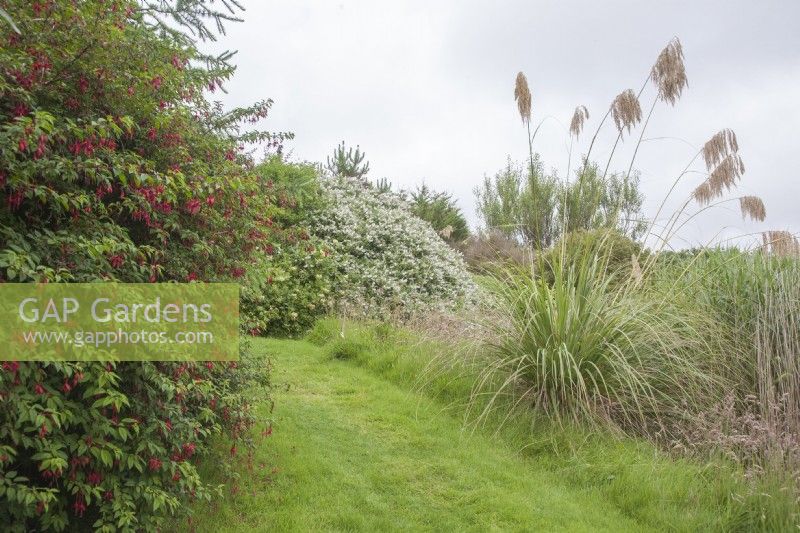Hardy, flowering shrubs beside grass path. Fuchsia magellanica. Cortaderia selloana syn. pampas grass.