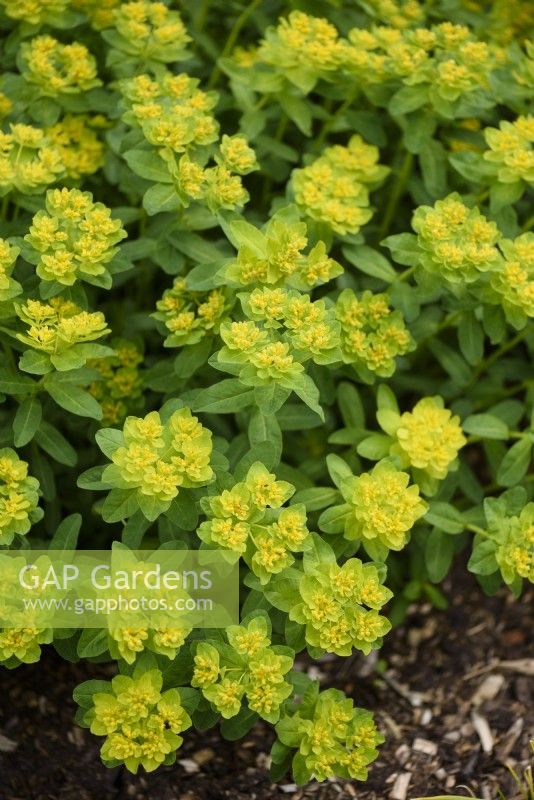 Euphorbia epithymoides 'Golden Fusion' in early May.