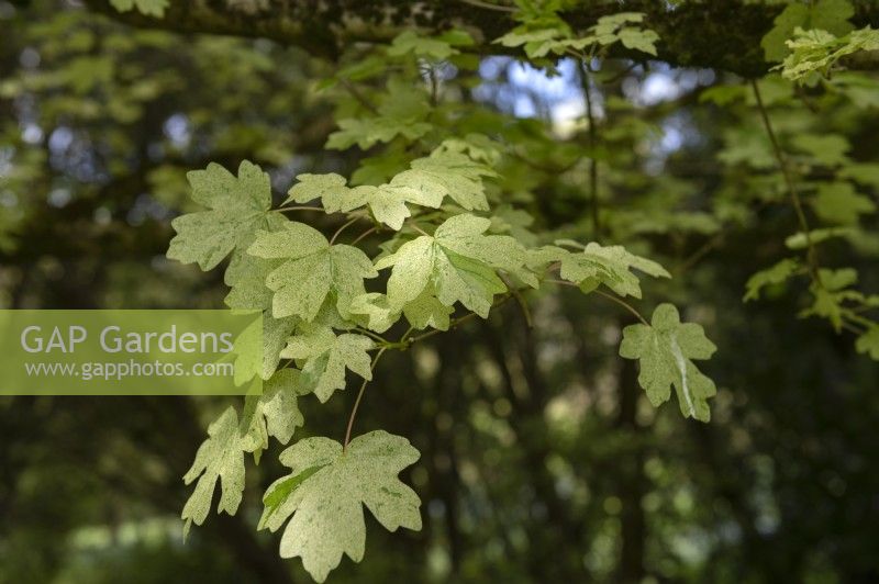 Acer campestre 'Pulverulentum' field maple