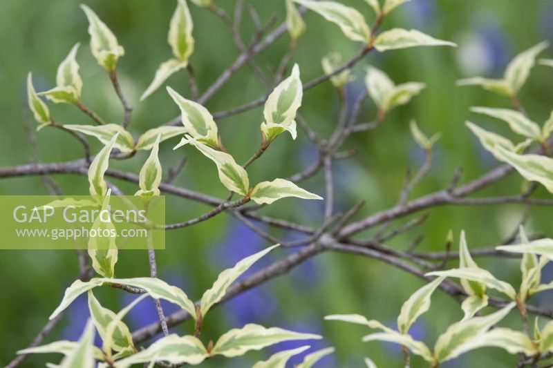 Cornus kousa 'Summer Fun' - Chinese dogwood leaves in spring