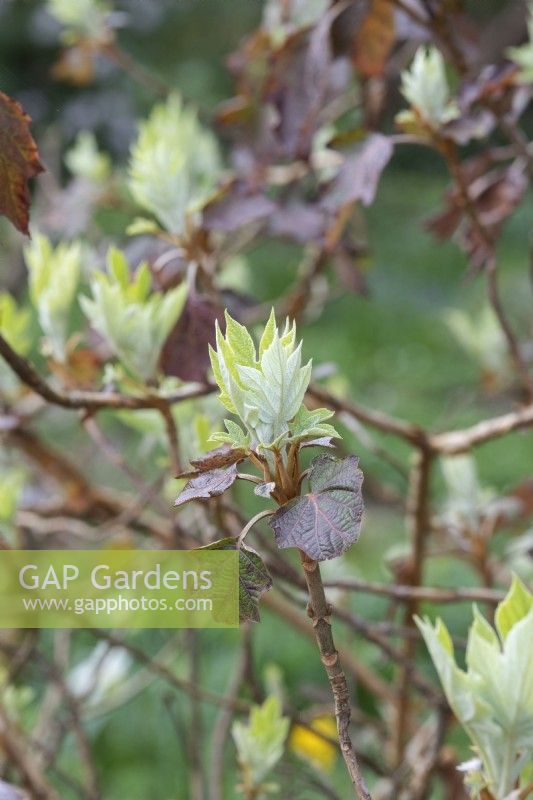 Hydrangea quercifolia - Oak leaved hydrangea leaves emerging  in spring