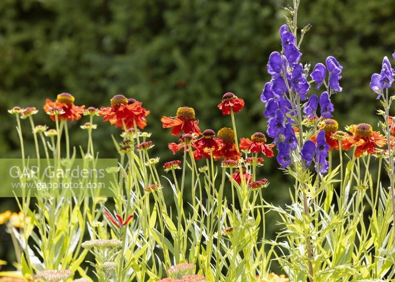Impression with Helenium and Aconitum, summer July