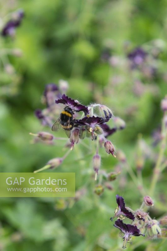 Geranium phaeum 'Mourning widow' with bee
