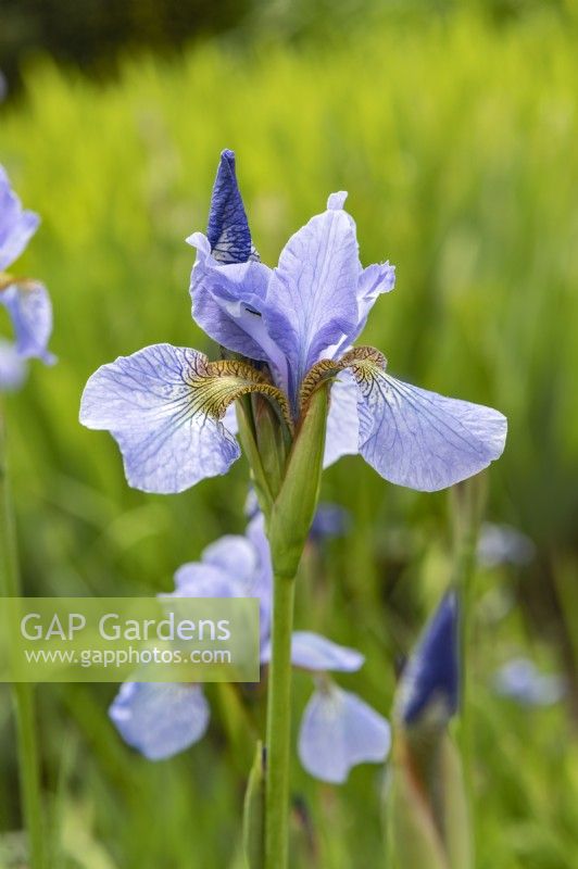 Iris sibirica 'Perry's blue'