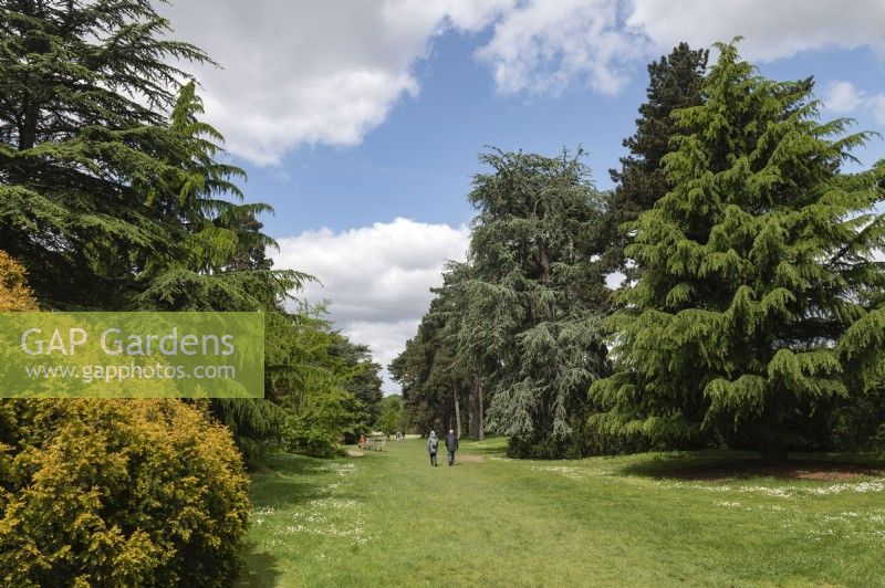 Kew Gardens London England United Kingdom
Cedar Vista path through monumental pines. 