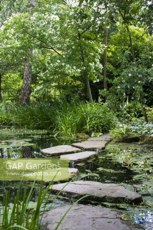 Stepping stones in the Stroll Garden pond at Morton Hall Gardens