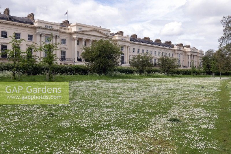 Regent's Park London England United Kingdom
A carpet of daisies Bellis perennis on the Outer Rim lawns of Regent's Park which have been left somewhat unmown. 