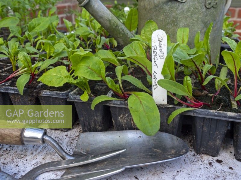 Chard Beta Vulgaris 'Bright lights'  plants in greenhouse May Spring