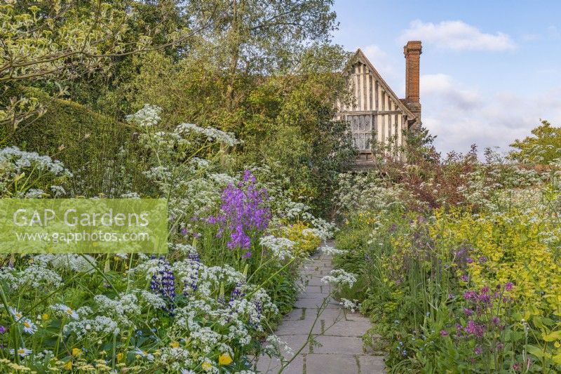 View of a mixed planting of perennials in informal country cottage garden double border in Summer with stone path and house - May