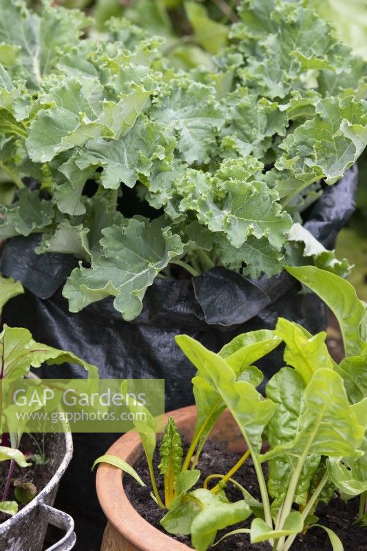 Brassica oleracea - Dwarf Kale growing in a bag portrait