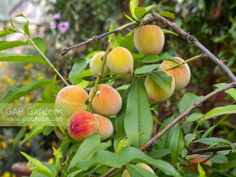 Peach Prunus persica  Peche de Vigne  Spring May