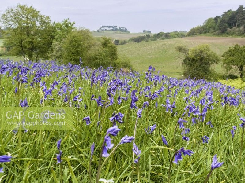 Hyacinthoides non-scripta - English Bluebells in the grounds of Kelling Hall Norfolk