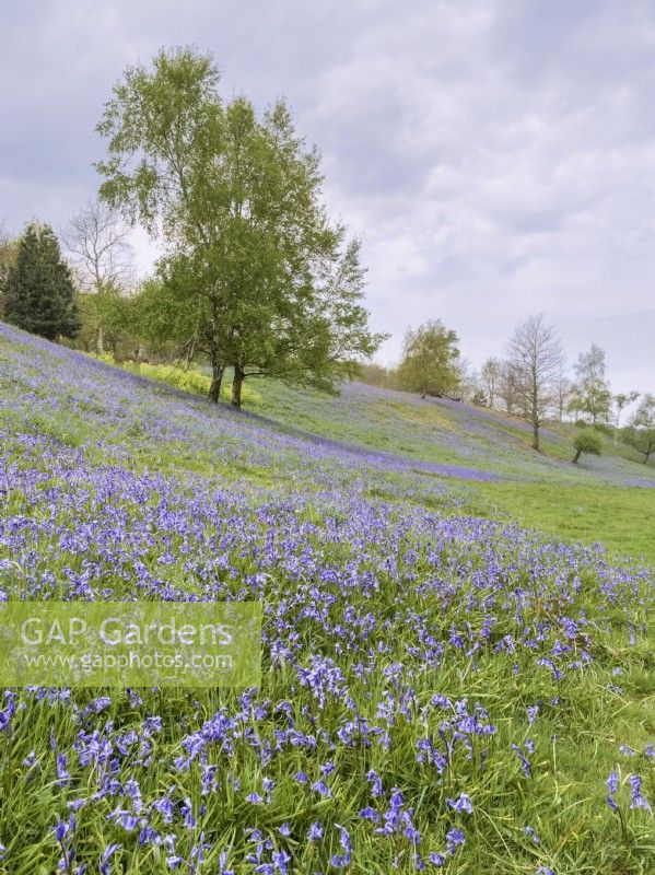 Hyacinthoides non-scripta - English Bluebells in the grounds of Kelling Hall Norfolk