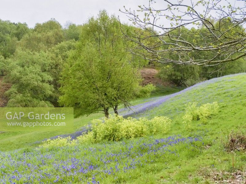 Hyacinthoides non-scripta - English Bluebells and Alexanders in grounds at Kelling Hall Norfolk